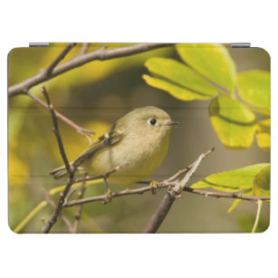 Ruby-crowned Kinglet iPad Air Cover