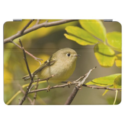 Ruby_crowned Kinglet iPad Air Cover