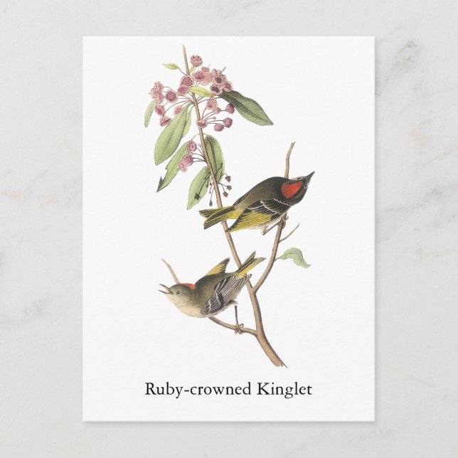Ruby-crowned Kinglet, John Audubon Postcard (Front)