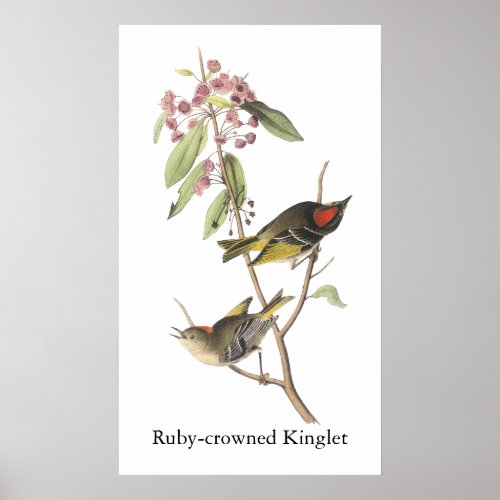 Ruby_crowned Kinglet John Audubon Poster