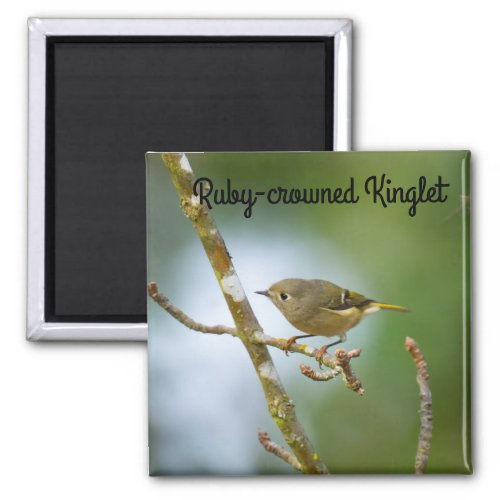 Ruby Crowned Kinglet Magnet