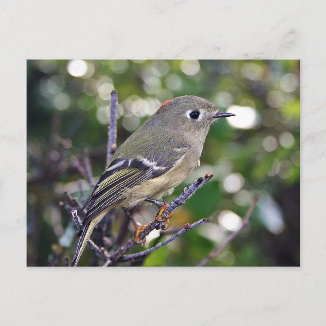 Ruby-crowned Kinglet Postcard (Front)