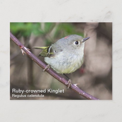Ruby_crowned Kinglet Postcard