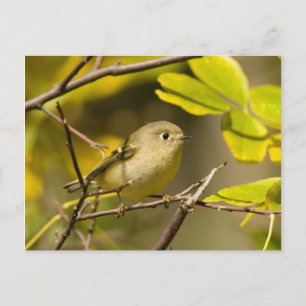 Ruby-crowned Kinglet Postcard