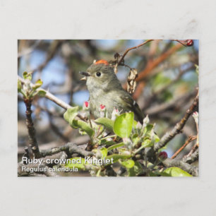Ruby-crowned Kinglet Postcard