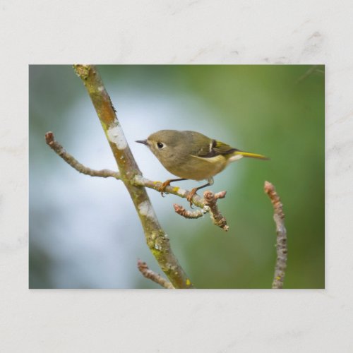 Ruby Crowned Kinglet Postcard