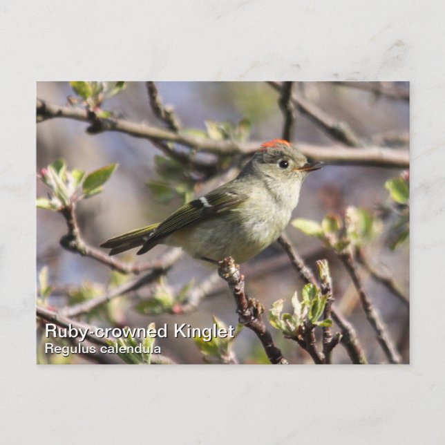 Ruby-crowned Kinglet Postcard (Front)