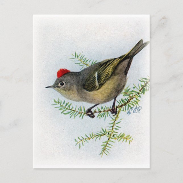 Ruby-crowned Kinglet Postcard (Front)