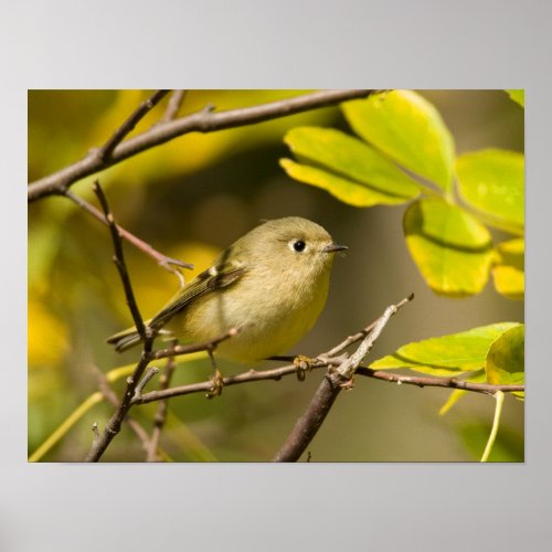 Ruby_crowned Kinglet Poster