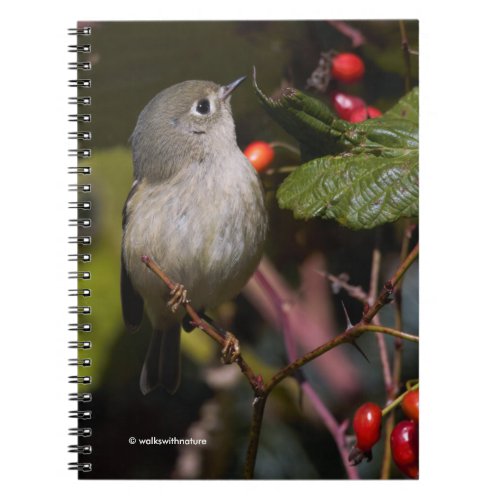 Ruby_Crowned Kinglet Songbird on Hawthorn Bush Notebook
