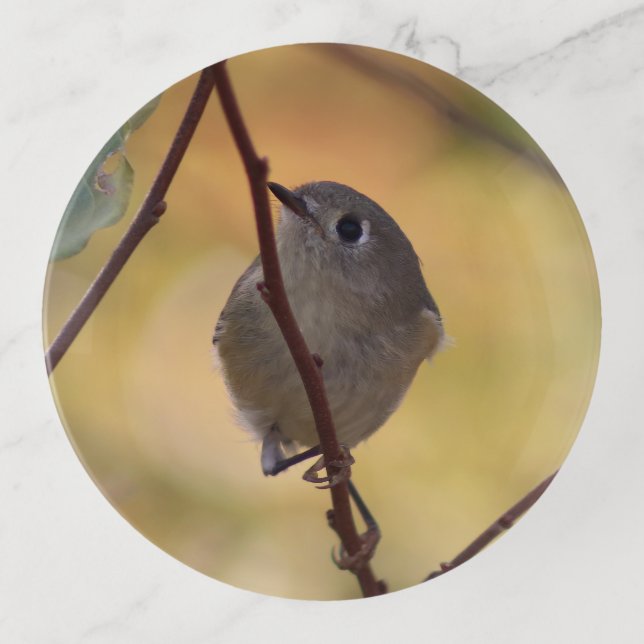 Ruby-crowned Kinglet Tray for Bird Watchers (Front)