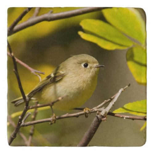 Ruby_crowned Kinglet Trivet