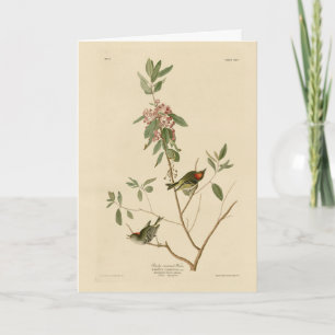 Ruby crowned Wren (Kinglet) Audubon Birds America Card