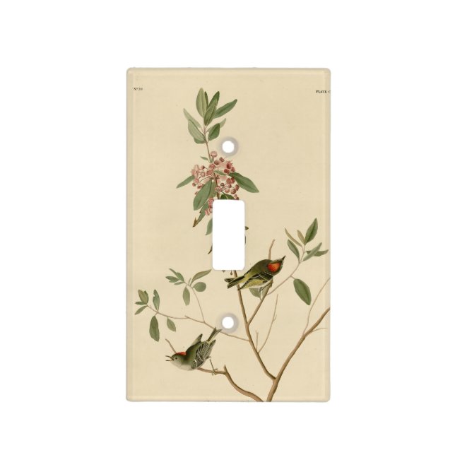 Ruby crowned Wren (Kinglet) Audubon Birds America Light Switch Cover (Front)
