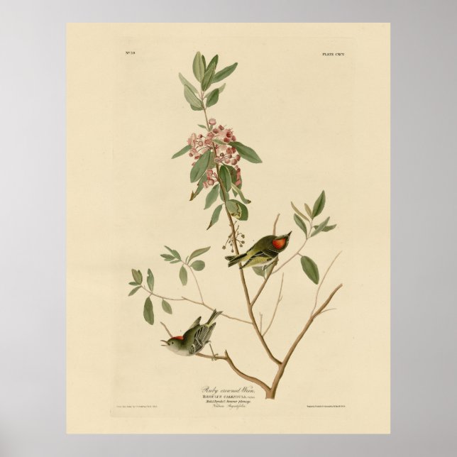 Ruby crowned Wren (Kinglet) Audubon Birds America Poster (Front)