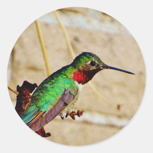 Ruby Green hummingbird Classic Round Sticker