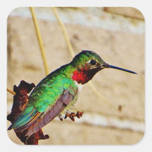 Ruby Green hummingbird Square Sticker