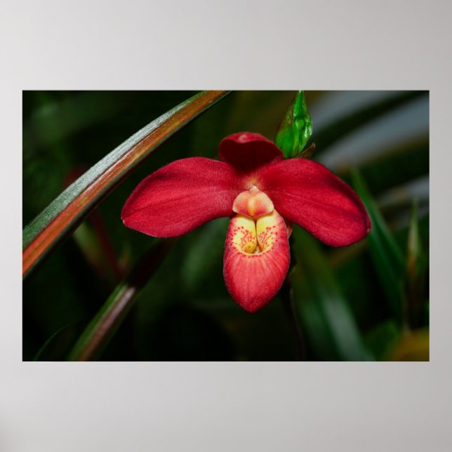 Ruby Red Lady Slipper Orchid Orchid Poster (Front)