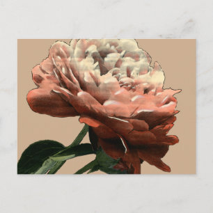 Ruby Red Rose with White Accents Postcard
