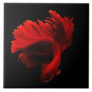 Ruby Red Siamese Fighting Fish Ceramic Tile
