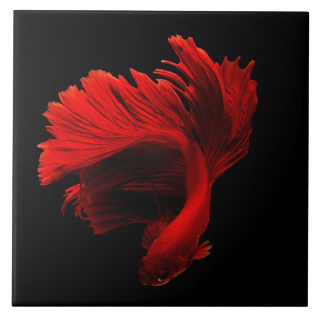 Ruby Red Siamese Fighting Fish Ceramic Tile (Front)