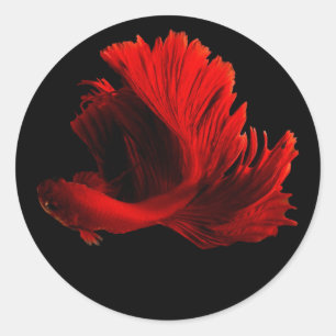 Ruby Red Siamese Fighting Fish Classic Round Sticker
