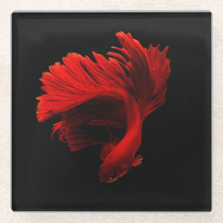 Ruby Red Siamese Fighting Fish Glass Coaster