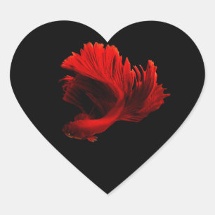 Ruby Red Siamese Fighting Fish Heart Sticker