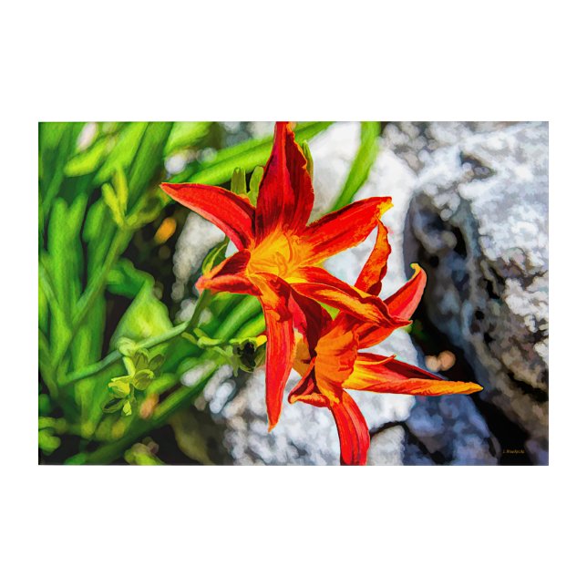 Ruby Spider Daylilies Watercolor Acrylic Print (Front)