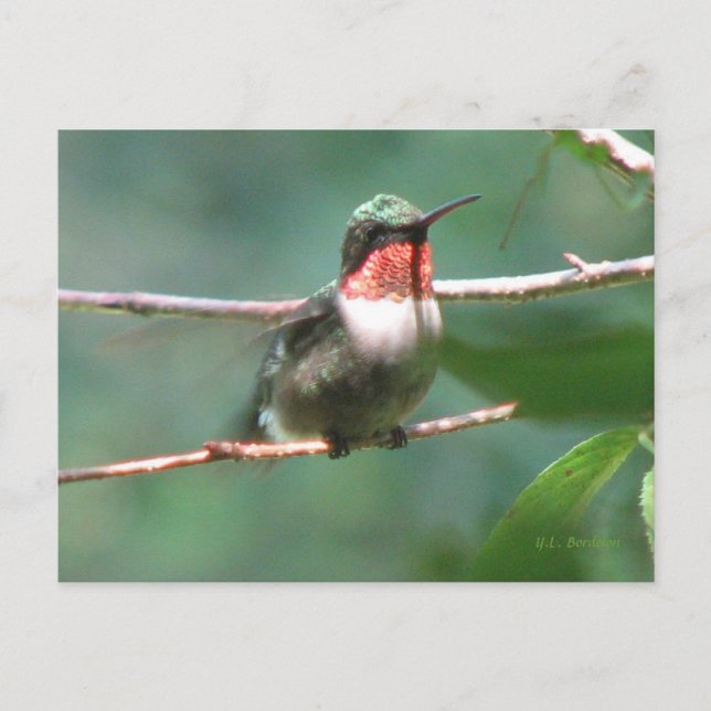Ruby-throat After Chase Postcard (Front)