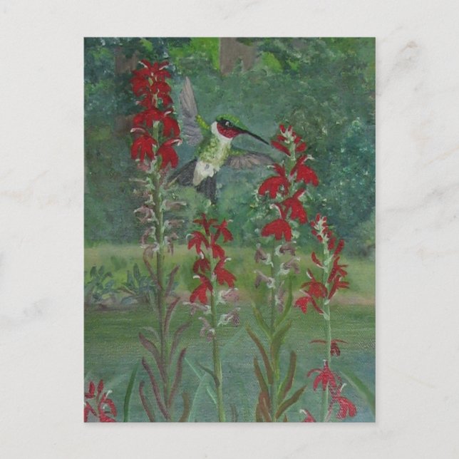 Ruby-throat and Cardinal Flower Postcard (Front)