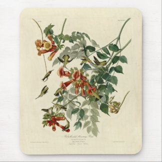 Ruby-throated Humming Bird, Audubon Birds America Mouse Pad