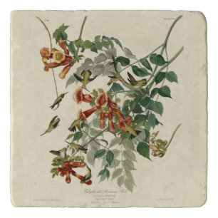 Ruby-throated Humming Bird, Audubon Birds America Trivet
