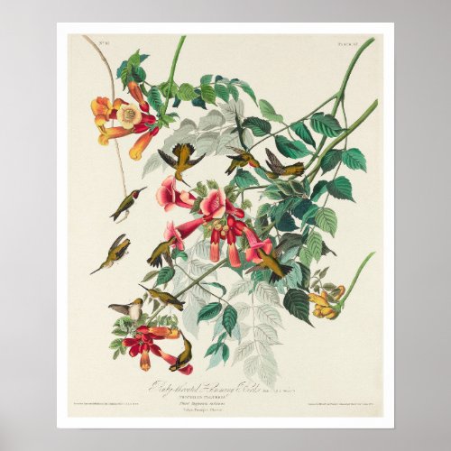 Ruby_throated Humming Bird by Audubon Poster