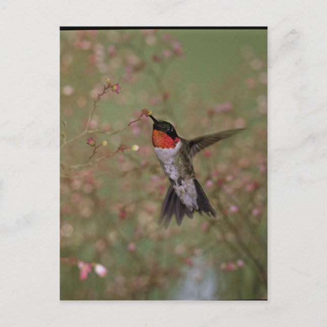 Ruby Throated Humming Bird Postcard (Front)