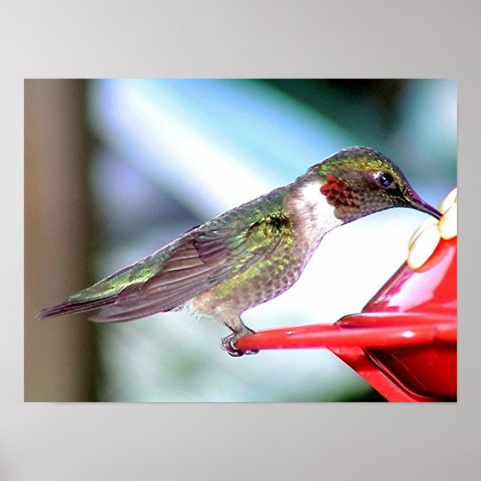 Ruby Throated Hummingbird 2004 0115a Posters