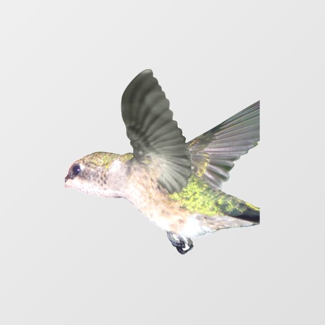 Ruby-throated Hummingbird 2x3 Ornament (Front)
