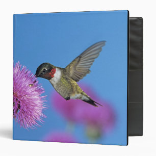 Ruby-throated Hummingbird 3 Ring Binder