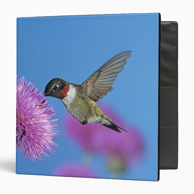 Ruby-throated Hummingbird 3 Ring Binder (Front/Inside)