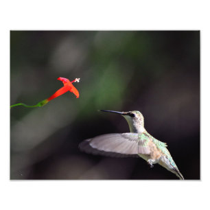 Ruby-throated hummingbird and cardinal climber photo print