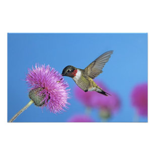 Ruby-throated Hummingbird, Archilochus 4 Photo Print