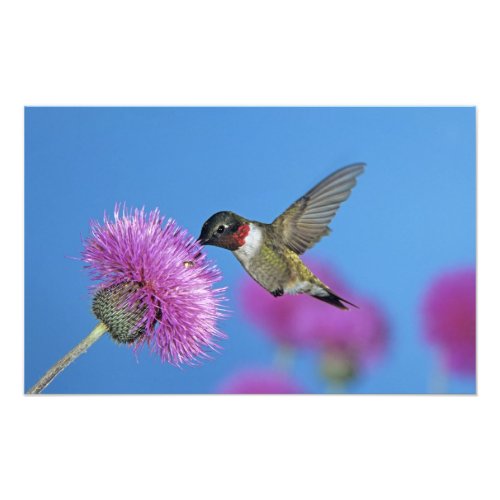 Ruby_throated Hummingbird Archilochus 4 Photo Print