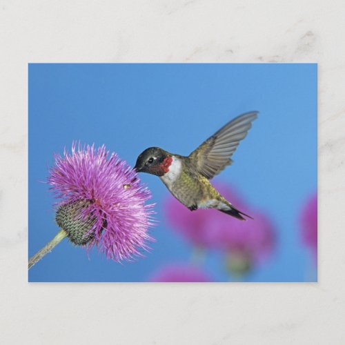 Ruby_throated Hummingbird Archilochus 4 Postcard