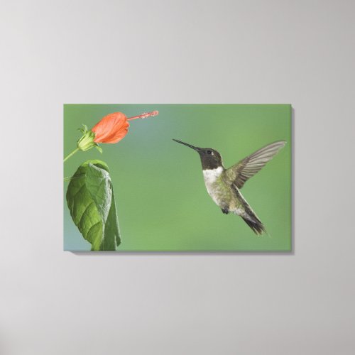 Ruby_throated Hummingbird Archilochus Canvas Print