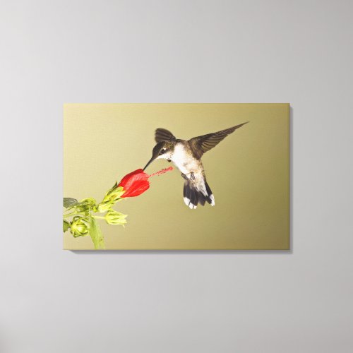 Ruby_throated Hummingbird Archilochus Canvas Print