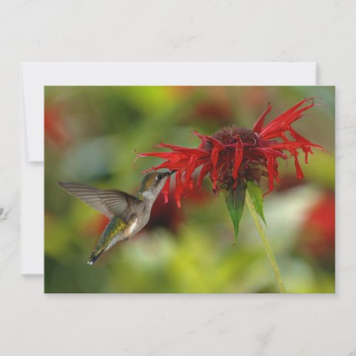 Ruby-Throated Hummingbird Archilochus Colubris Custom Invite