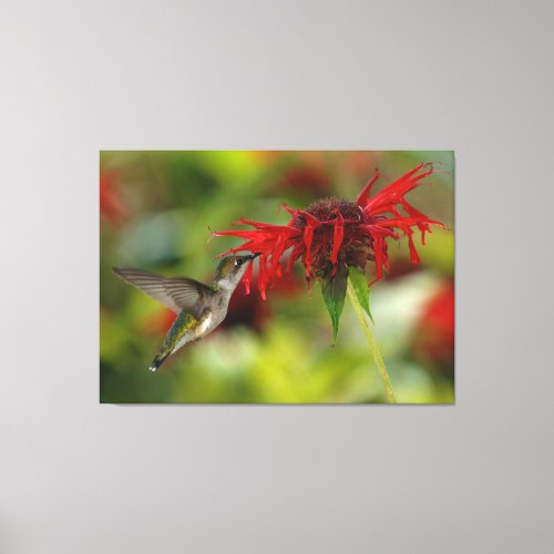 Ruby_Throated Hummingbird Archilochus Colubris Canvas Print