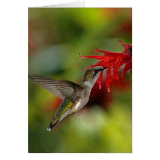 Ruby-Throated Hummingbird Archilochus Colubris Cards (Front)