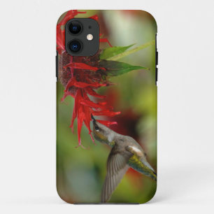 Ruby-Throated Hummingbird Archilochus Colubris iPhone 11 Case