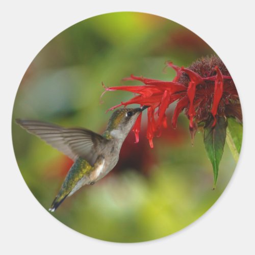 Ruby_Throated Hummingbird Archilochus Colubris Classic Round Sticker